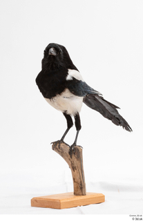 Common magpie Pica pica whole body 0014.jpg